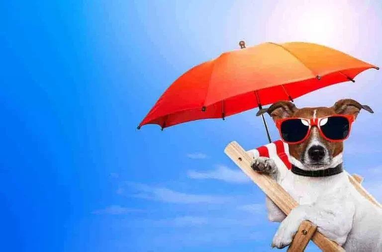 calor